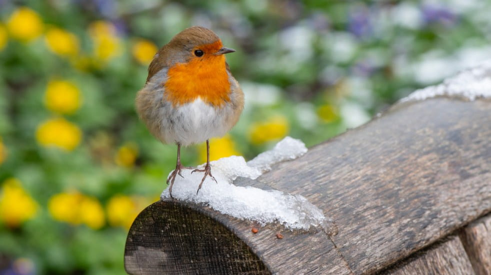 Robin outside in winter